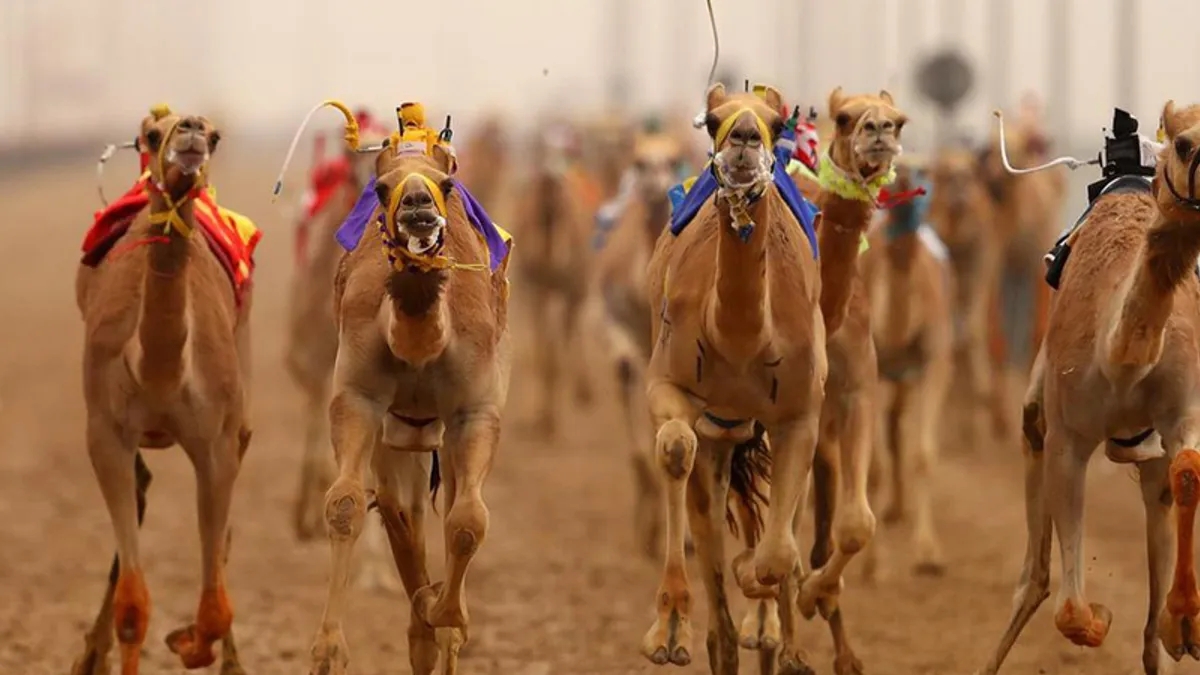 Reach Premium Audiences Through Camel and Horse Racing in Dubai